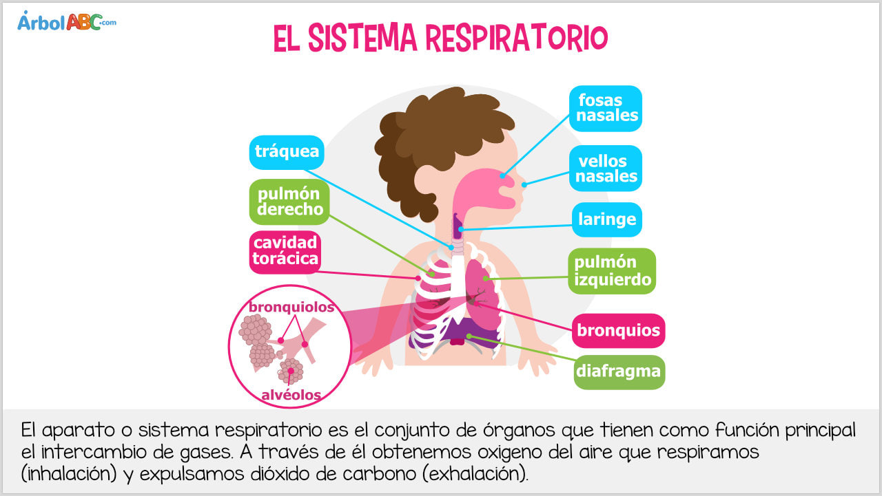 Educación Física LA RESPIRACIÓN